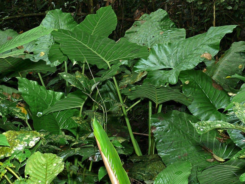 Elephant ears leaves