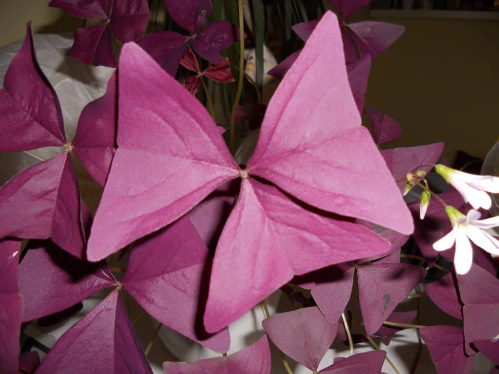 Oxalis triangularis