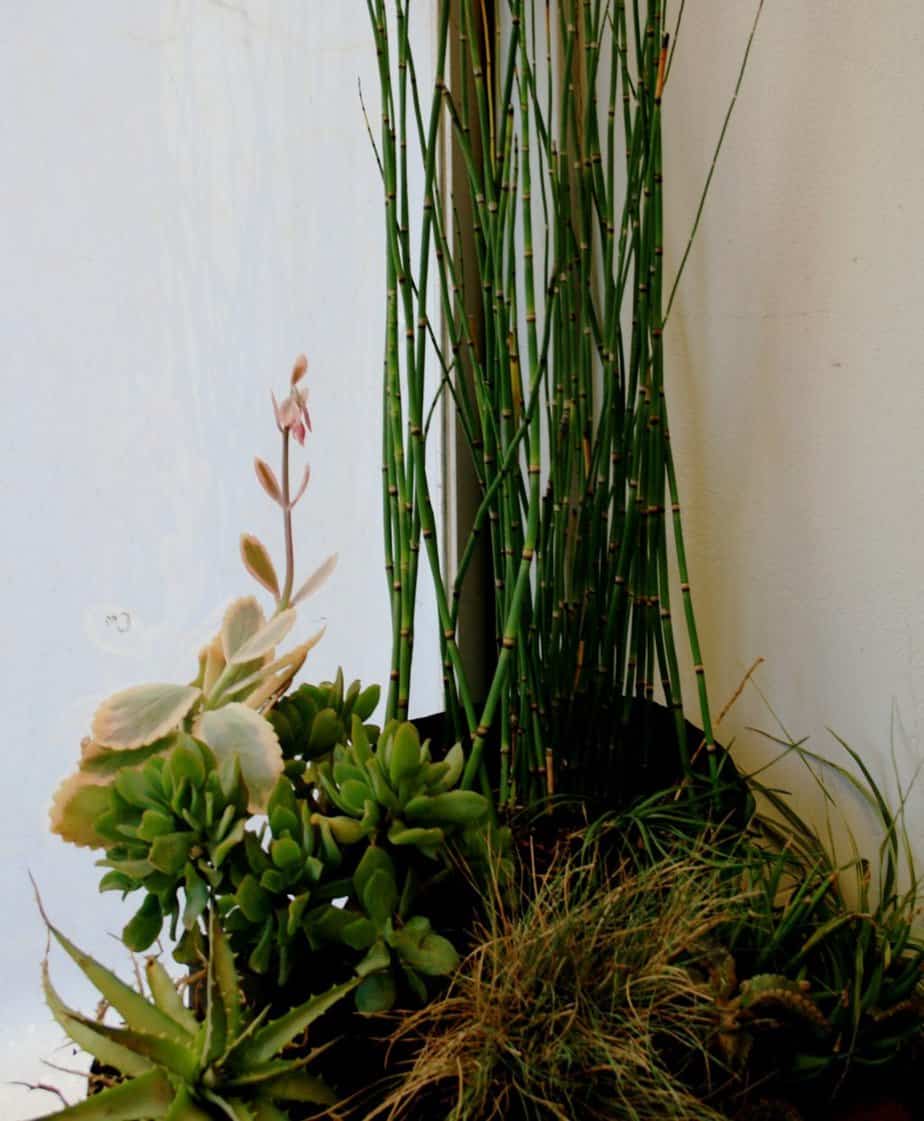 Indoor horsetail plant
