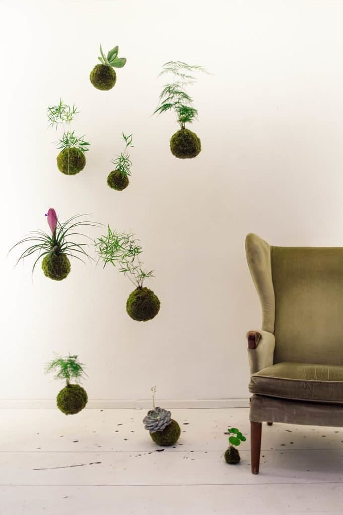 Kokedama string balls