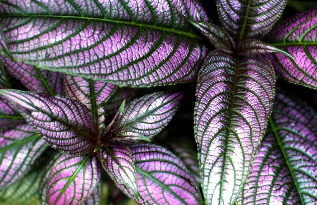 Persian shield leaves