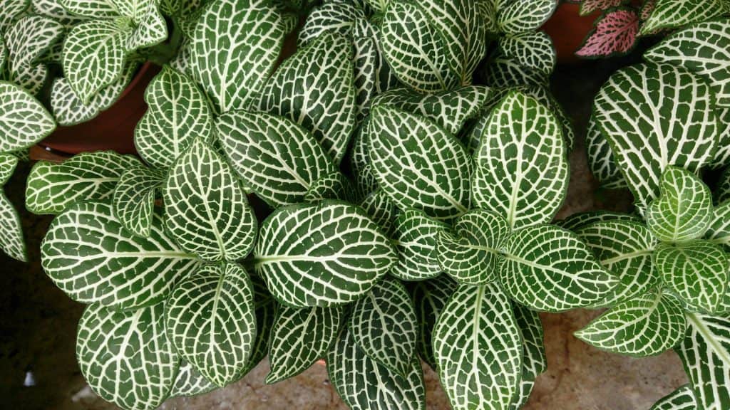 Fittonia