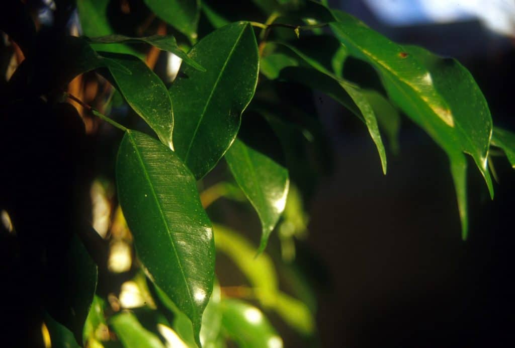 Weeping fig leaves