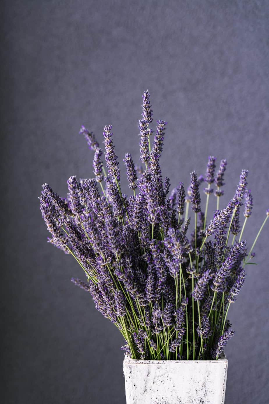 Lavender in a white vase