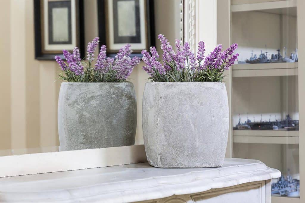 Lavender for indoor gardening