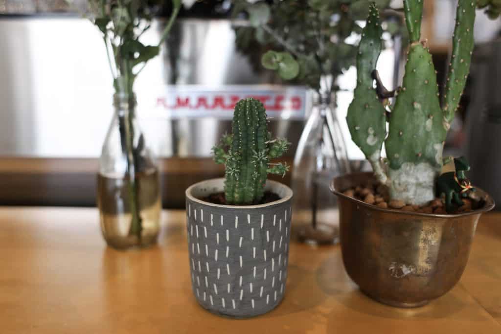 Small potted cactus