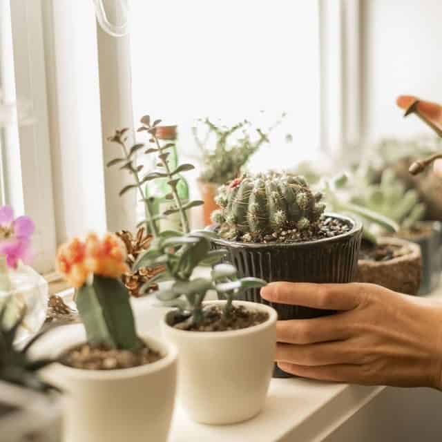 Cactus for indoor gardening