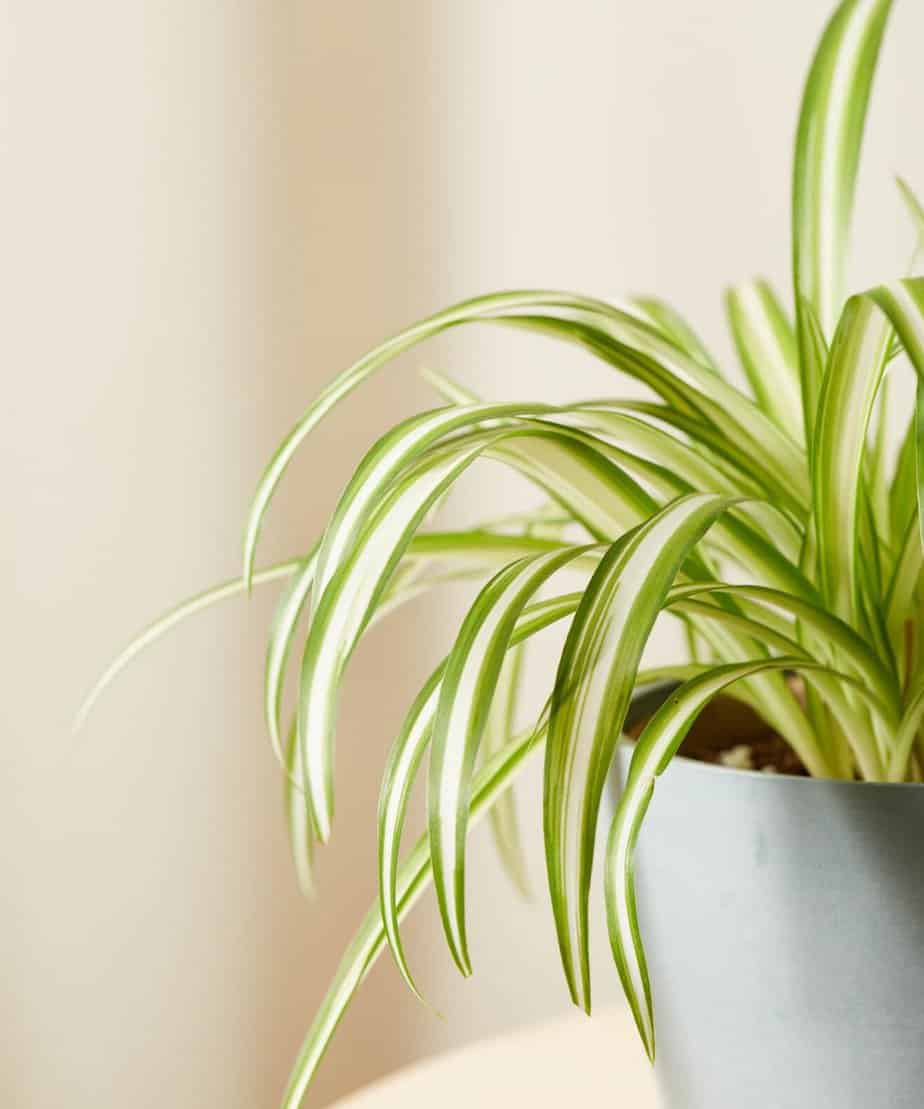 Spider plant for indoor gardening