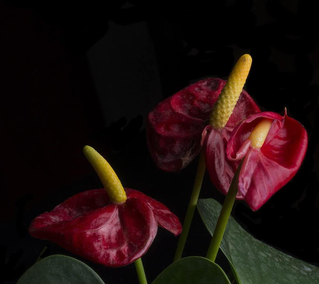 Anthurium