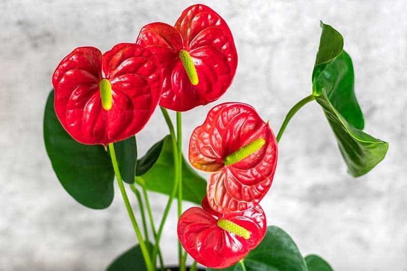 Anthurium for indoor gardening