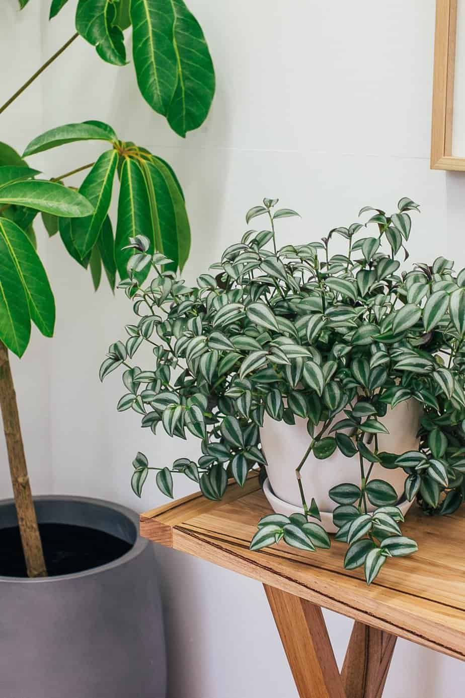 Schefflera