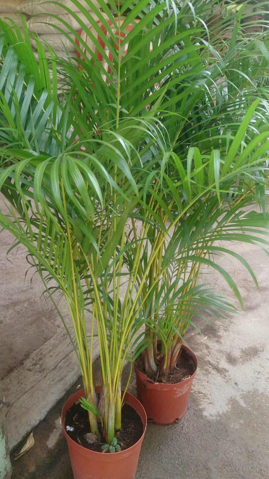Areca palm tree
