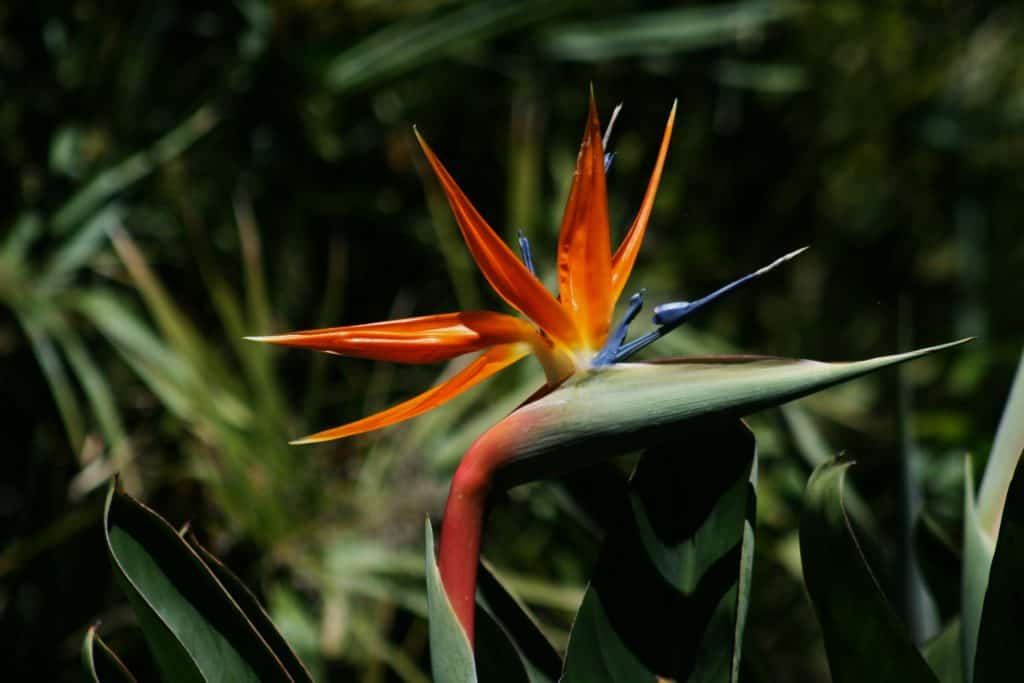 Bird of paradise plant