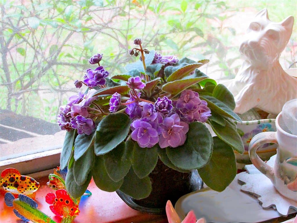 Indoor potted African violets