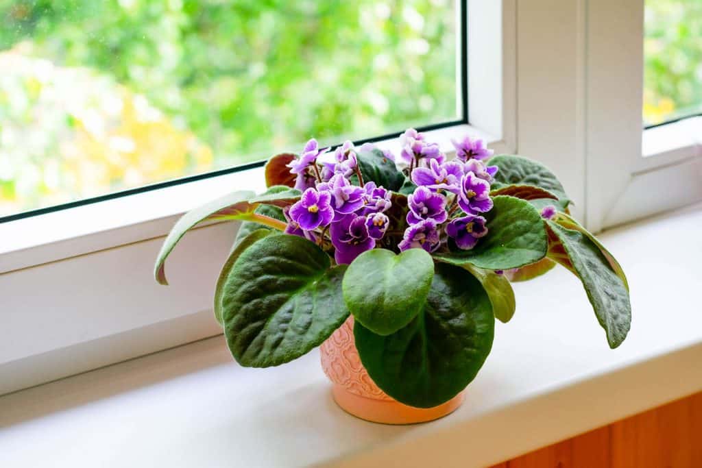 African violets for indoor gardening