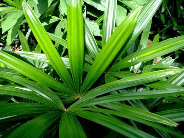 Lady palm leaves