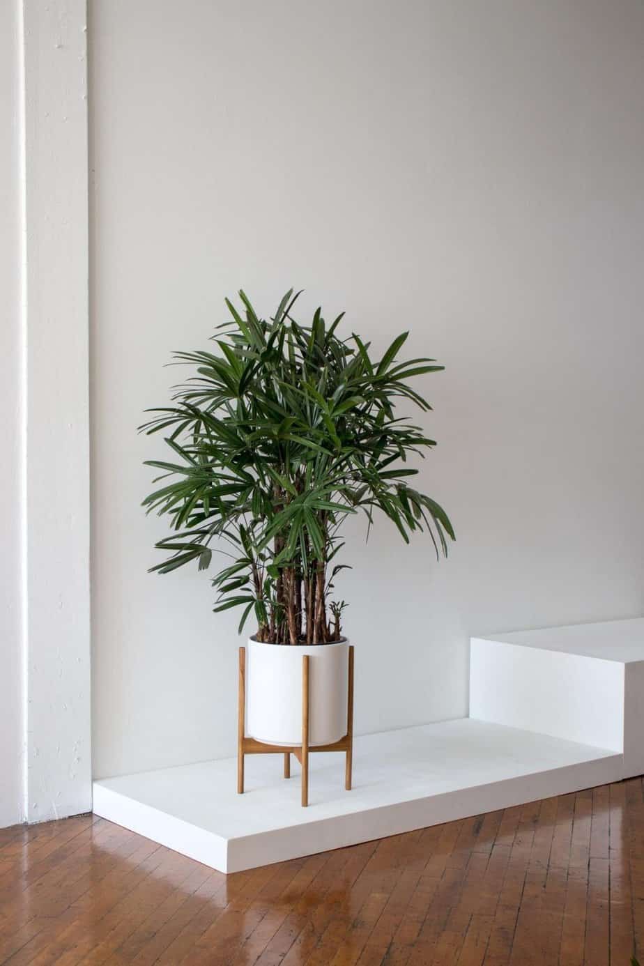 Lady palm for indoor gardening