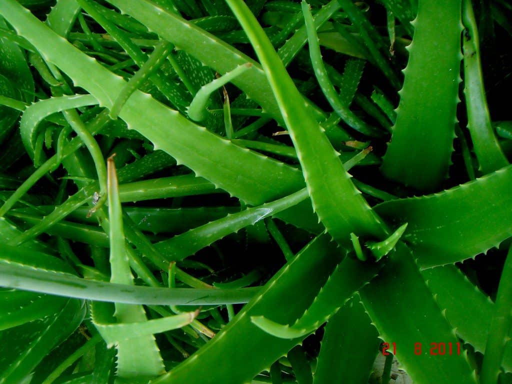 Aloe Vera