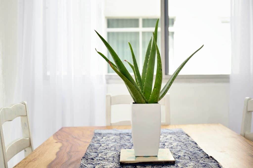 Aloe vera for indoor gardening