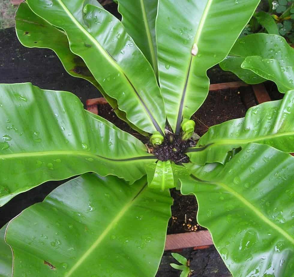 Bird's nest fern