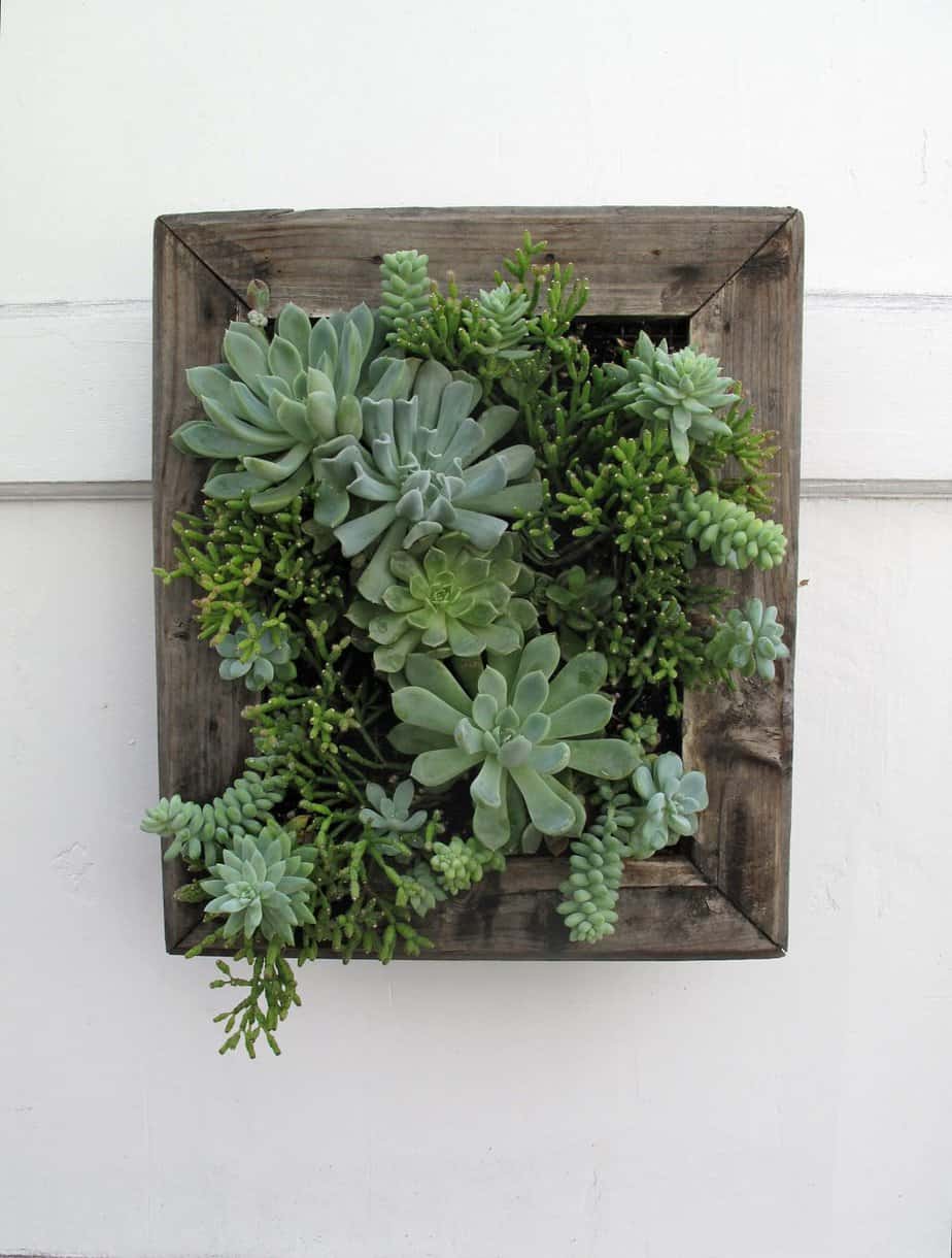 Succulent wall frame