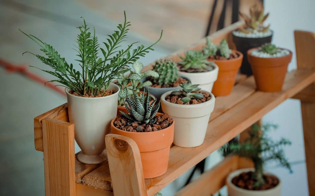 Small indoor cacti collection