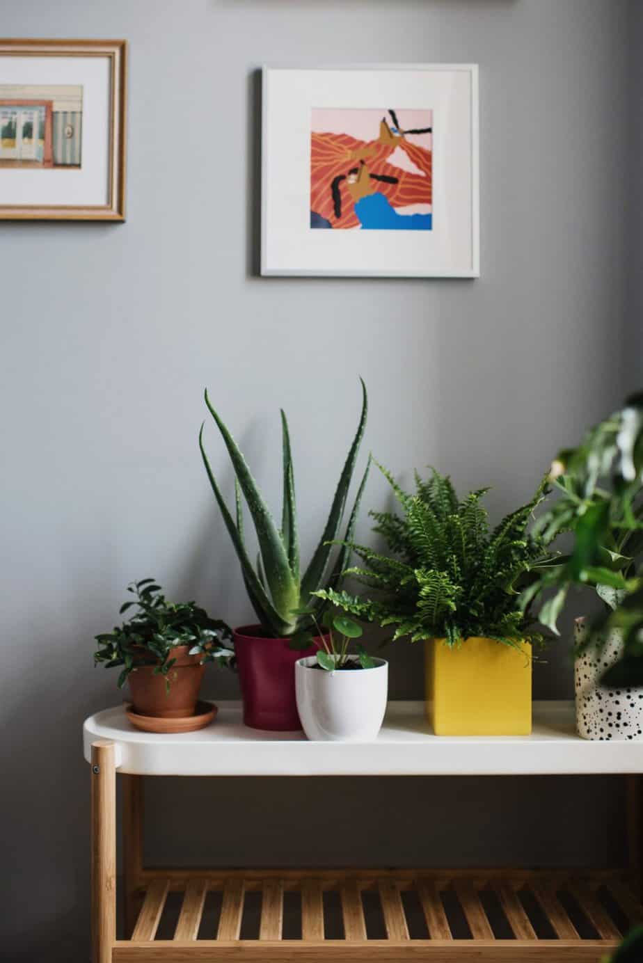 Indoor low-maintenance plants display