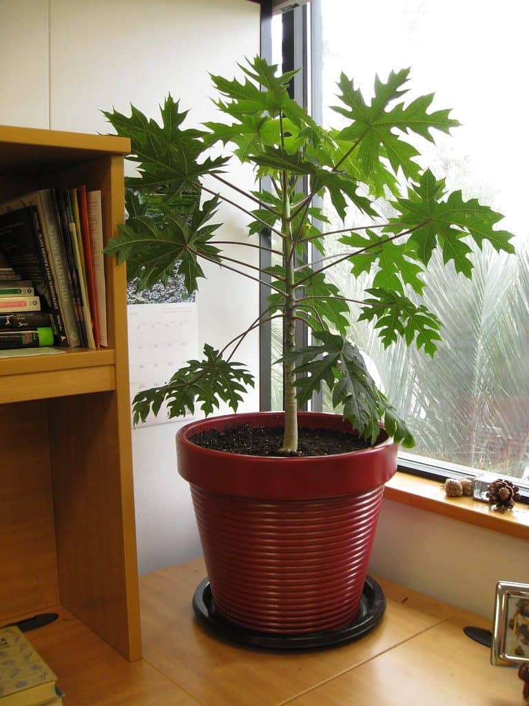Potted papaya tree indoor