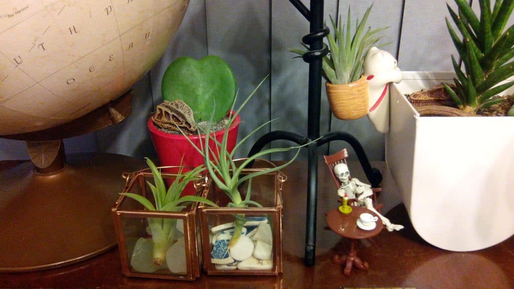 Indoor air plants