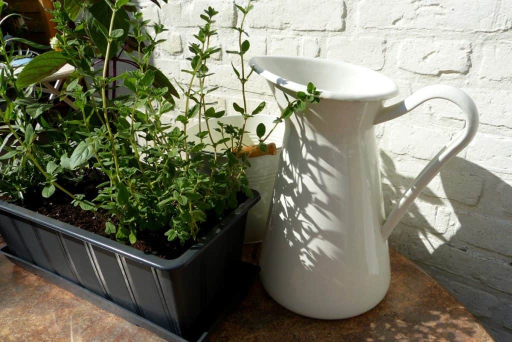Herb kitchen garden with white porcelain kettle