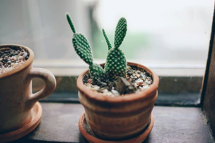 Potted mini cactus on a windowsill