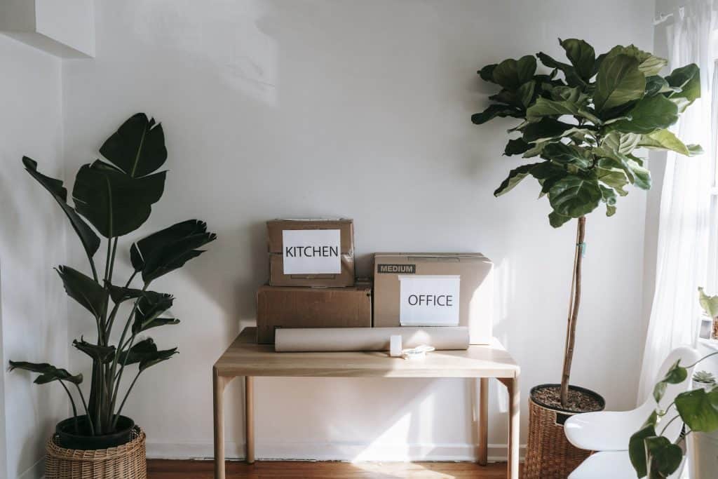 Fiddle leaf fig tree beside a wooden table with brown cardboard boxes