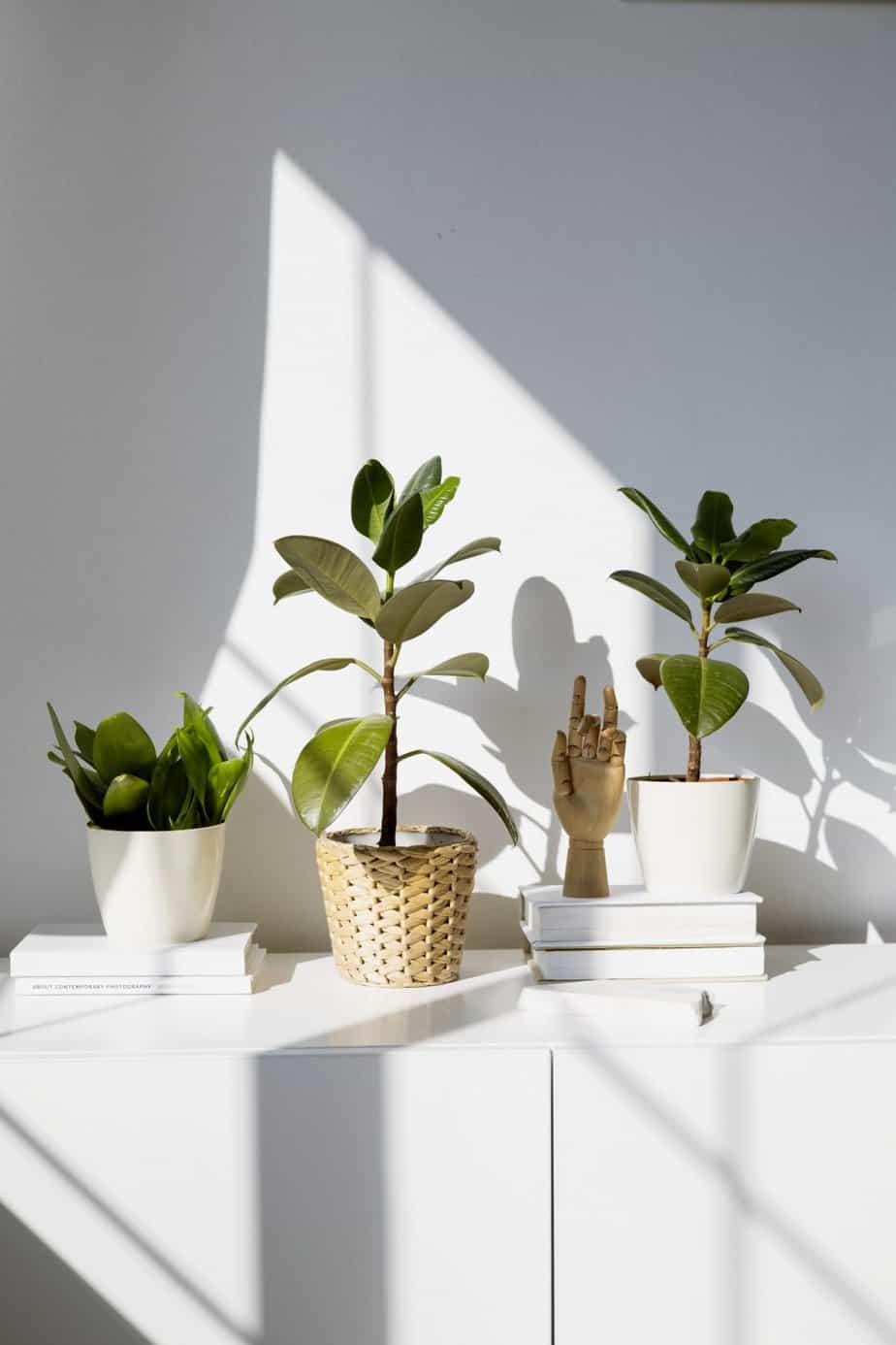 Pared-back pastel indoor pots