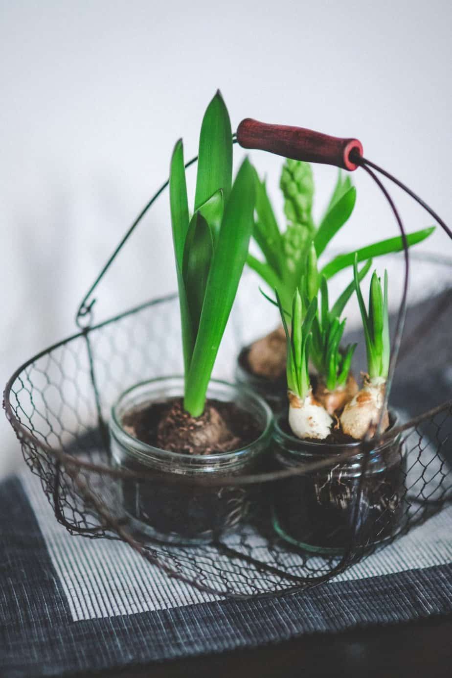 Indoor bulbs displayed inside a wire basket