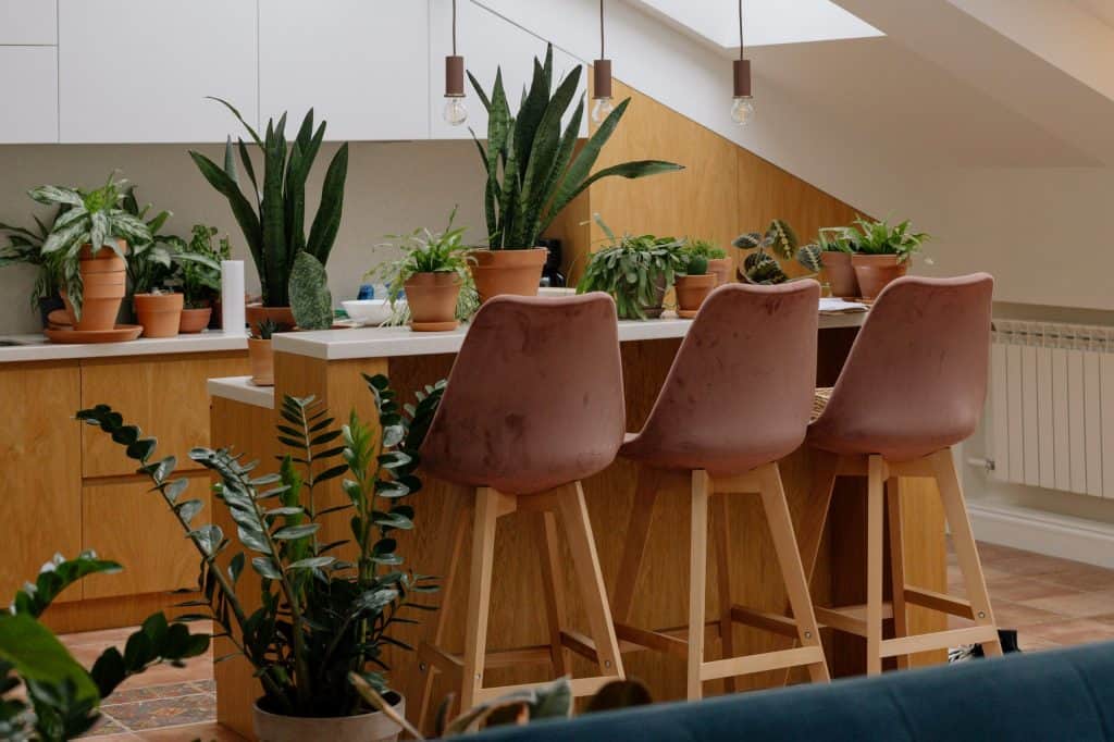 Bohemian-chic modern kitchen with indoor plants around