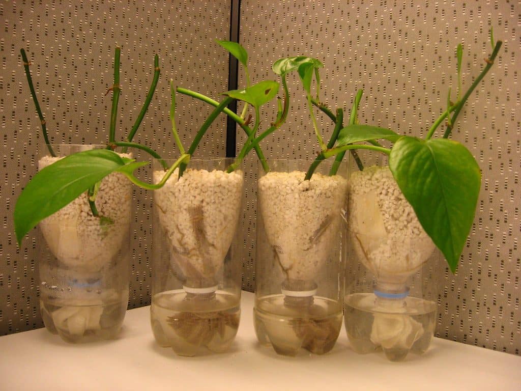 DIY plant propagation station using plastic bottles