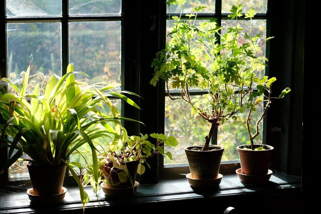 Indoor plants taking advantage of the natural sunlight on the windowsill