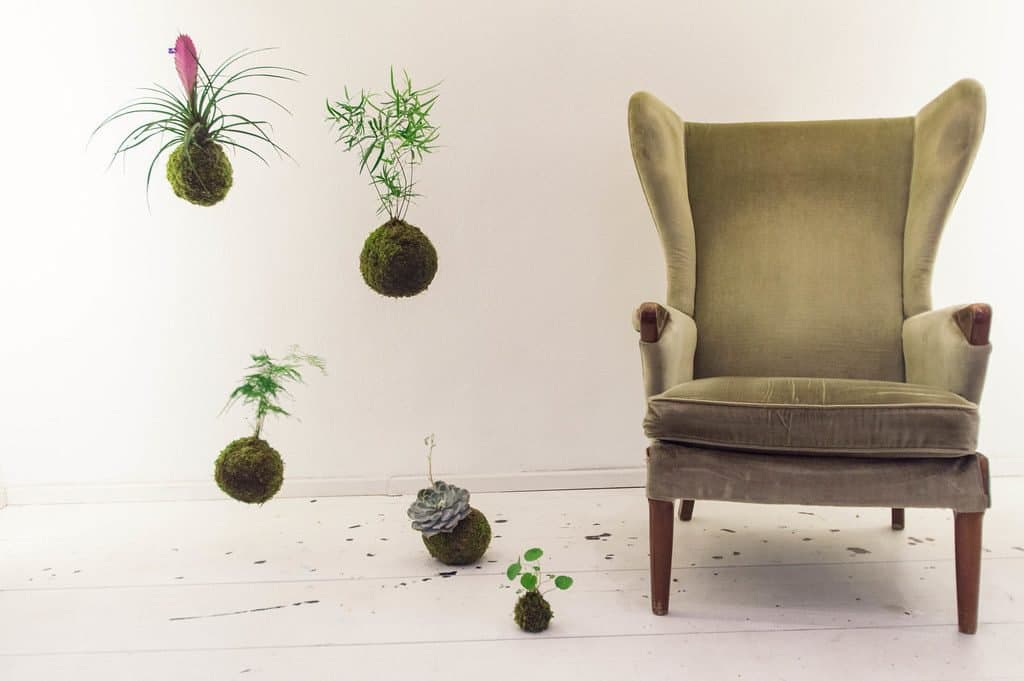 Kokedama moss balls hanging on the ceiling