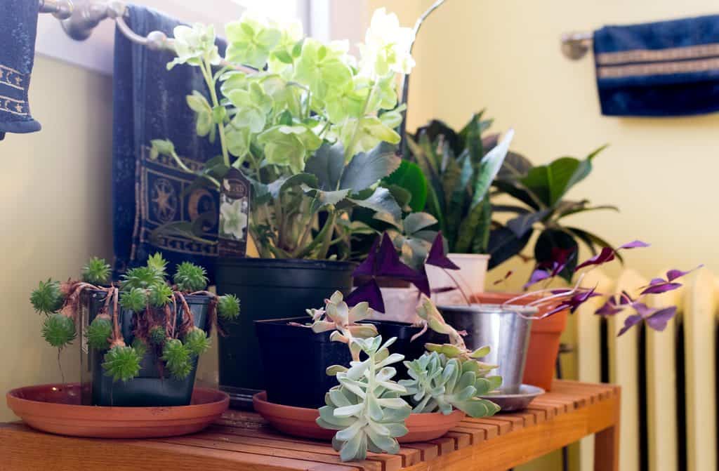 Moisture-loving plants inside a bathroom