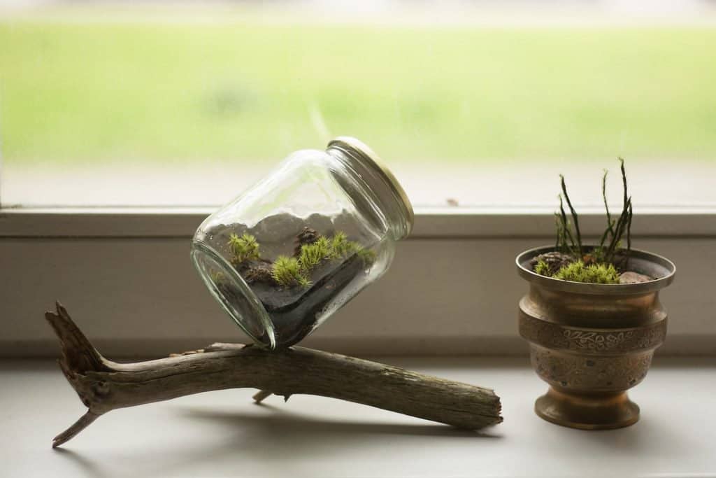Terrarium garden in a mini mason jar