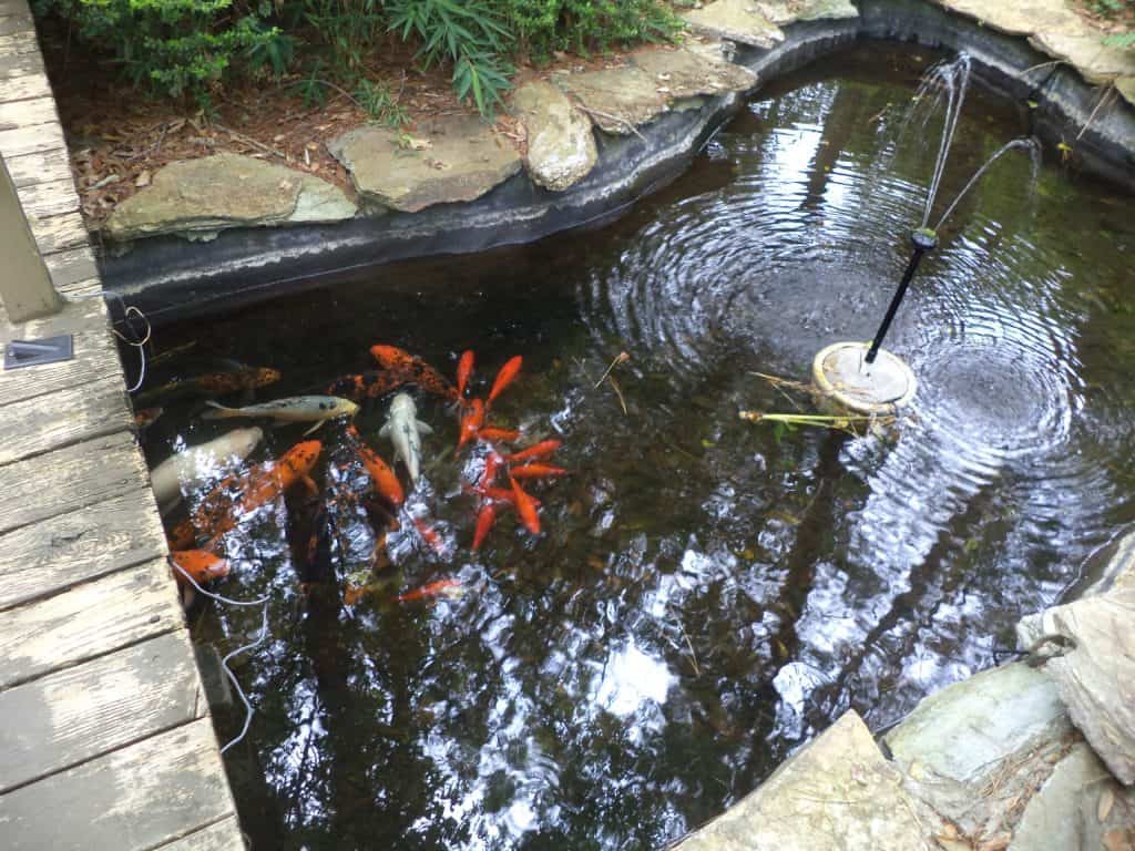 Koi point with mini fountain