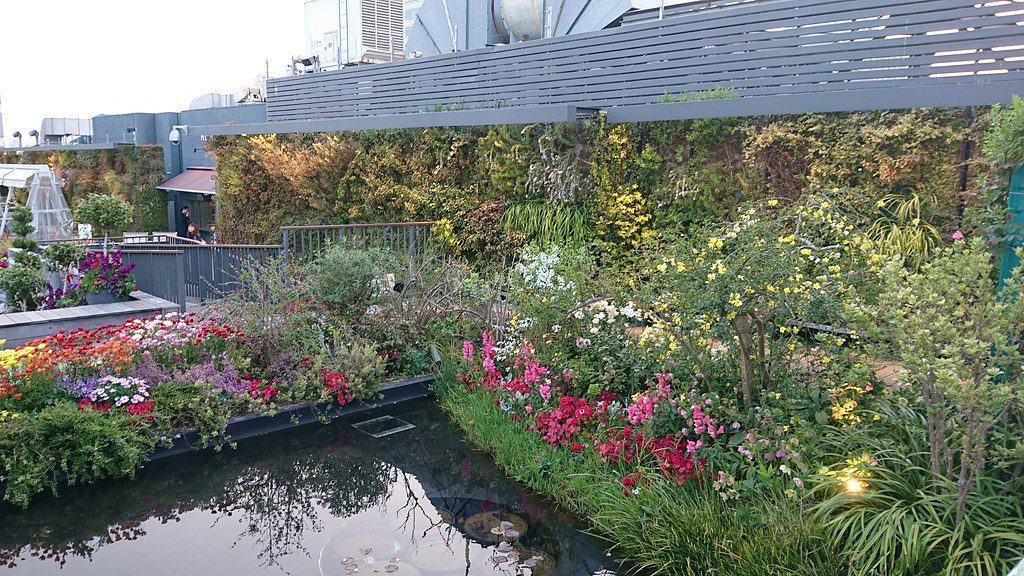 Rooftop pond with surrounding flowers