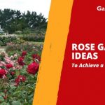 Rose Garden Ideas for a Beautiful Bloom