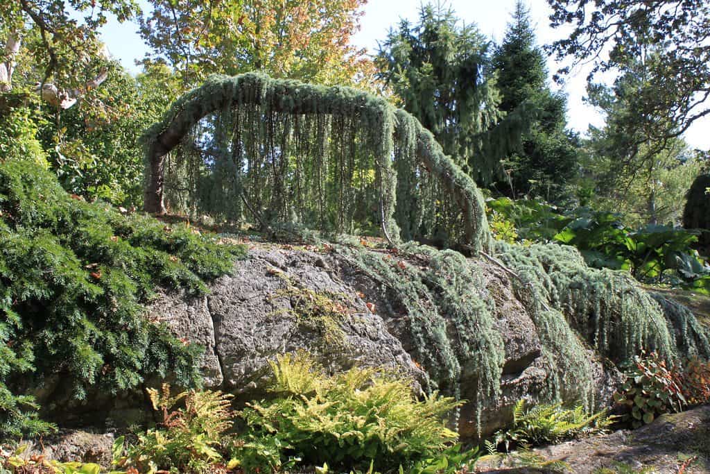 Weeping tree living garden arch