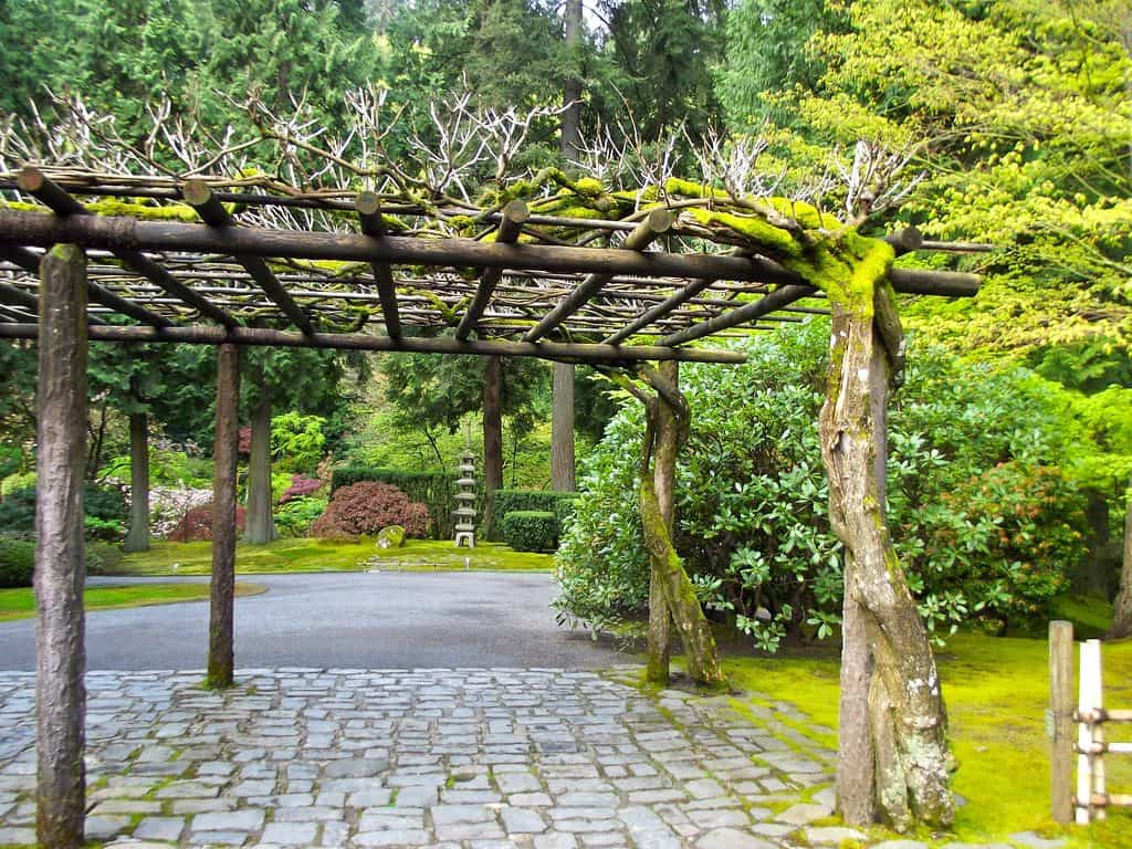 Rustic arbour pergola