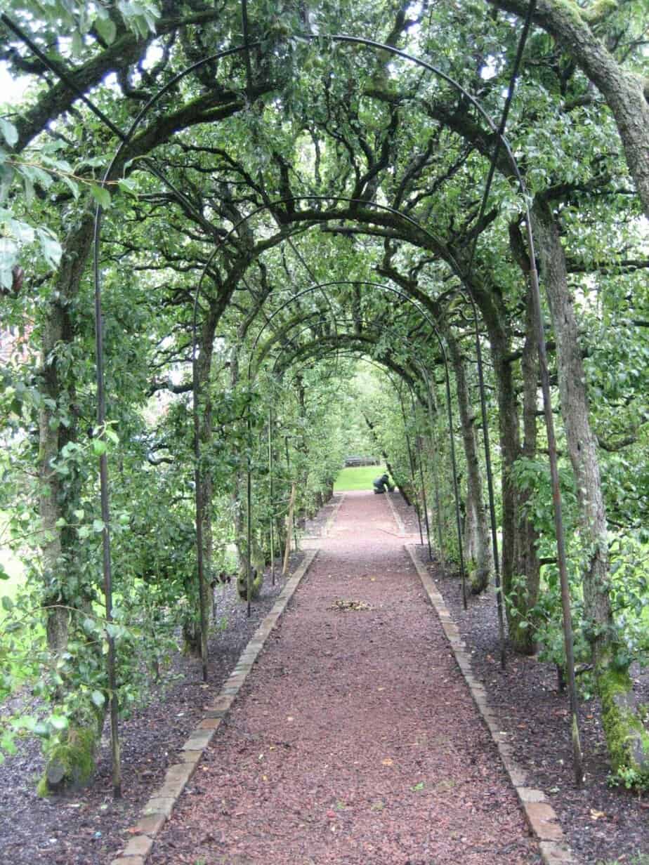 Arbour tunnel covered with foliage and climbers