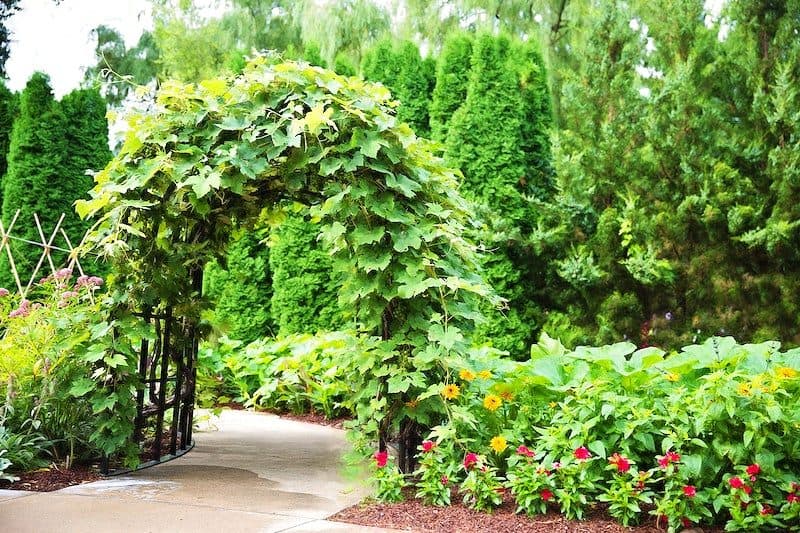 Lush garden entrance archway with greenery and surrounding shrubs