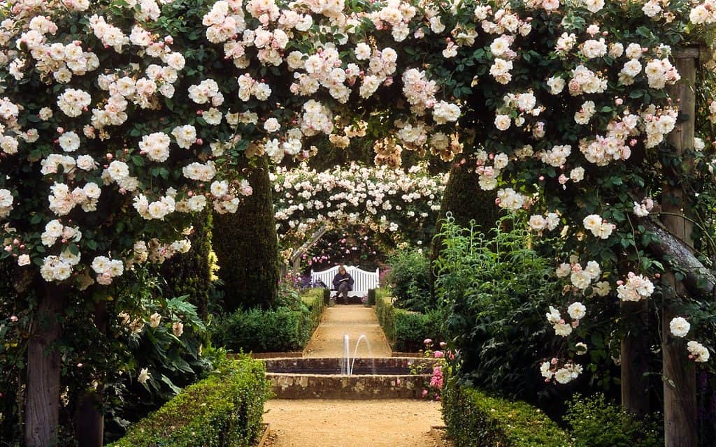 Garden arbour covered in rose climbers
