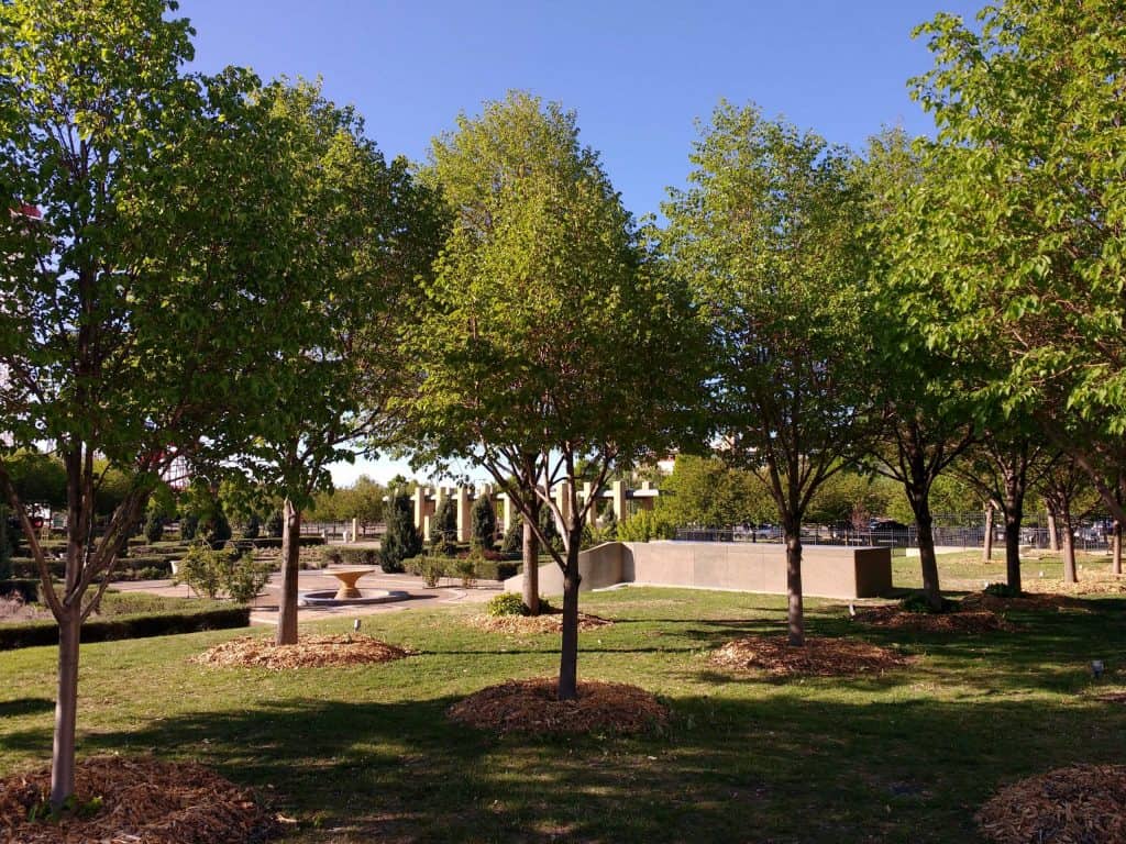 Shaded garden by trees