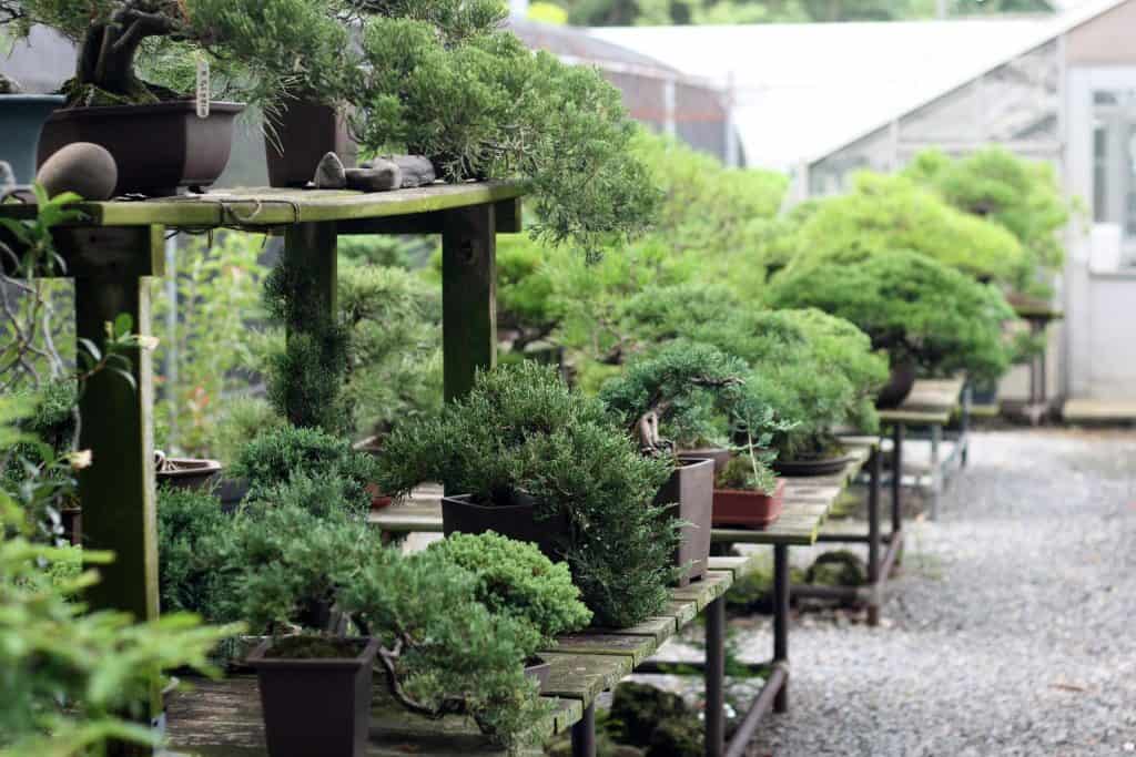 Rustic wooden planter display.